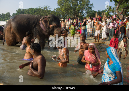 Pellegrini la balneazione nella parte anteriore di elefanti alla confluenza dei fiumi Gange e Gandak, Sonepur Mela, Sonepur, Bihar, in India Foto Stock