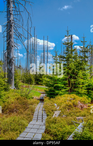 Morendo foreste nella foresta bavarese sul Lusen. Waldsterben im Bayerischen Wald auf dem Lusen Foto Stock