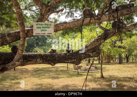 Il nero di fronte le scimmie in SriLanka seduto su una struttura ad albero Foto Stock