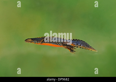 Il tritone alpestre (Mesotriton alpestris). Piscina maschio Foto Stock