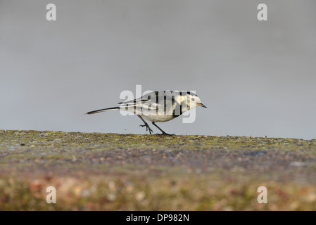 Pied wagtail (Motacilla alba) a caccia di insetti lungo una parete del mare Foto Stock