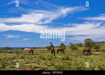 Cavalli vagano liberi sull'Isola di Pasqua, Cile Foto Stock