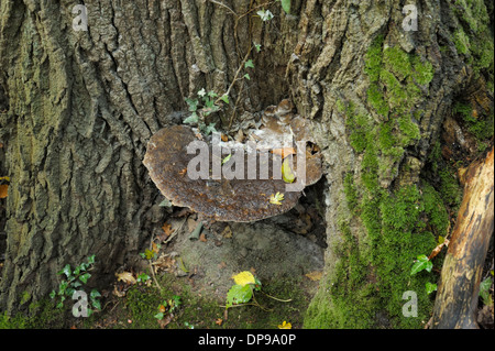 Staffa di quercia fungo, Inonotus dryadeus Foto Stock