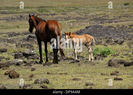 Cavalli vagano liberi sull'Isola di Pasqua, Cile Foto Stock
