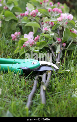 Secateurs con rami di Apple e Apple blossoms Foto Stock