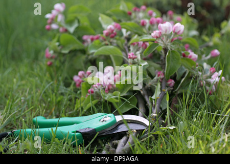 Secateurs con rami di Apple e Apple blossoms Foto Stock