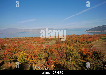 I colori dell'autunno nel lago Beyşehir Konya Turchia Foto Stock