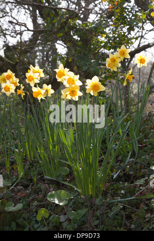 I narcisi che cresce su una banca di fianco alla strada, Cornwall, Regno Unito Foto Stock