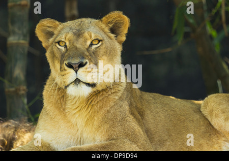 Leone femmina sdraiato Foto Stock