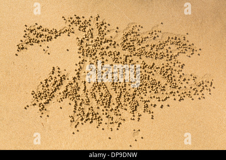 Abstract - Modello sulla spiaggia dalla sabbia un gorgogliatore Crab fuori delle piccole palle di sabbia bagnata Foto Stock