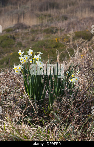 Tazetta narcisi che cresce in un terreno accidentato sulla penisola di Lizard, Cornwall Foto Stock