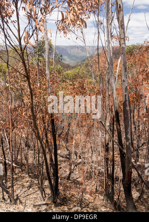 Carbonizzati e morti di alberi in una foresta dopo una bussola incendio nelle Blue Mountains del Nuovo Galles del Sud, Australia Foto Stock