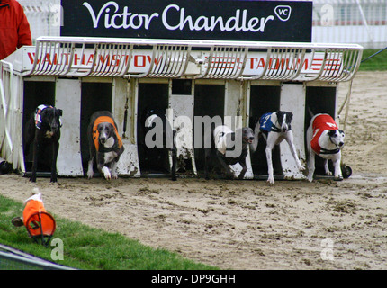 Il Greyhound Racing alla stadio Walthamstow Greyhound Racing via a Londra Foto Stock