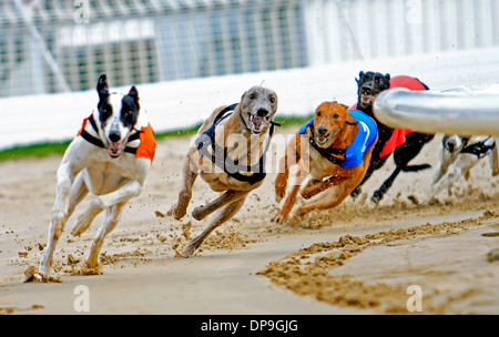 Il Greyhound Racing alla stadio Walthamstow Greyhound Racing via a Londra Foto Stock