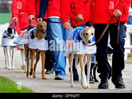 I levrieri alla stadio Walthamstow Greyhound Racing via a Londra Foto Stock