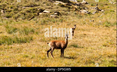 Camosci nei Pirenei spagnoli (Ordesa Valley National Park) Foto Stock