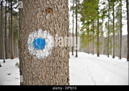 Blue dot segnando un itinerario turistico su un albero Foto Stock