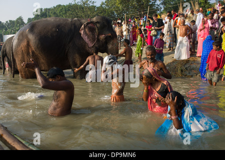 Pellegrini la balneazione nella parte anteriore di elefanti alla confluenza dei fiumi Gange e Gandak, Sonepur Mela, Sonepur, Bihar, in India Foto Stock
