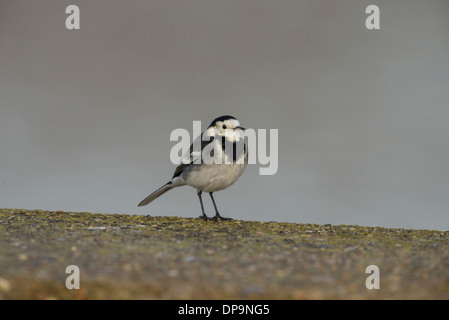 Pied wagtail (Motacilla alba) a caccia di insetti lungo una parete del mare Foto Stock