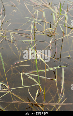 Piccolo dolce-erba, Glyceria declinata Foto Stock