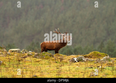 Red Deer Stag in Scozia highlands Foto Stock