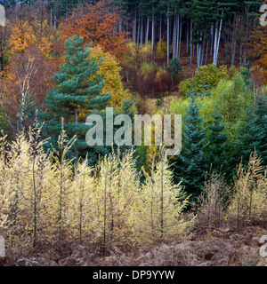 Incredibili sfumature autunnali tinte e colori da boschi e foreste su Cannock Chase Area di eccezionale bellezza naturale in autunno Foto Stock