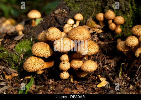 I funghi commestibili gruppo (Armillaria mellea) su tronco Foto Stock