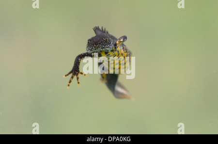 Grande maschio tritoni (Triturus cristatus) nuoto Foto Stock