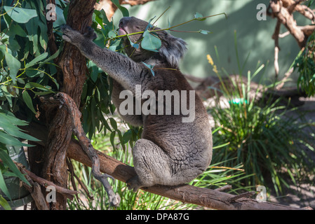 Il Koala recare nella struttura ad albero Australian marsupiale recare nella struttura ad albero addormentato Foto Stock