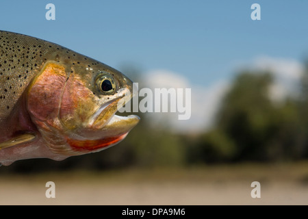 Close up di qualcuno in possesso di una trota arcobaleno durante la pesca a mosca Foto Stock