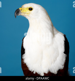 African Fish Eagle Foto Stock