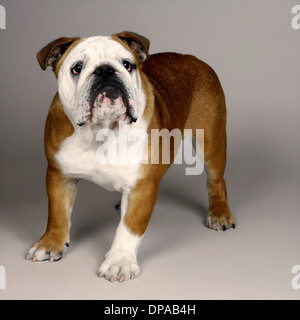 British Bulldog Foto Stock
