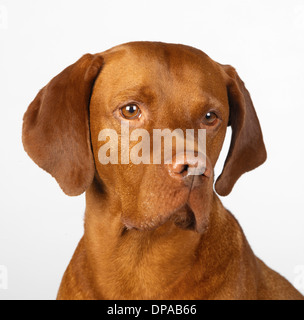 Close up Vizsla ungherese Foto Stock