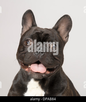Bulldog francese con la bocca aperta Foto Stock