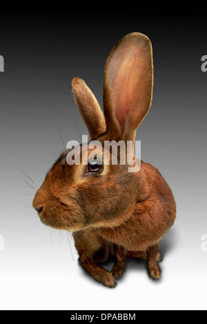 Vista ingrandita della lop eared rabbit Foto Stock