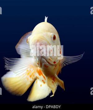 Bianco pesce Oscar Foto Stock