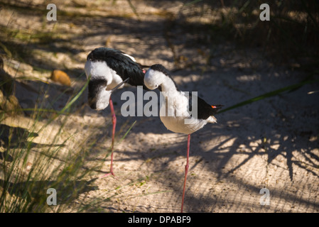 Australian wetland uccelli coppia di stilt stint grooming pulizia in piedi su una gamba sola sulla sabbia Foto Stock