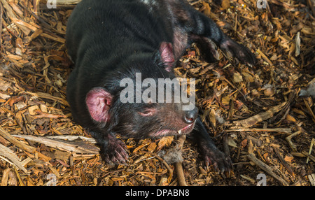 Riprese ravvicinate del diavolo della Tasmania Australia marsupiale Foto Stock