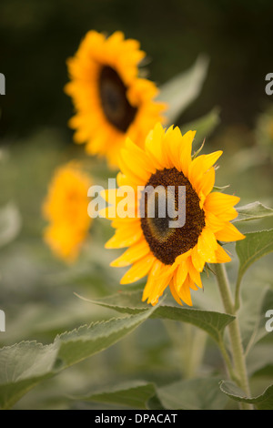 Girasoli a Lione Farmette a Lione, Colorado Foto Stock