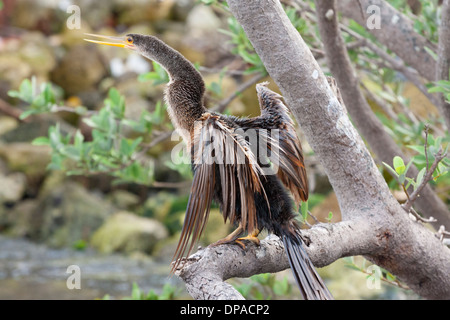 Anhinga, talvolta chiamato Snakebird o acqua in Turchia, Indian River, Florida Foto Stock