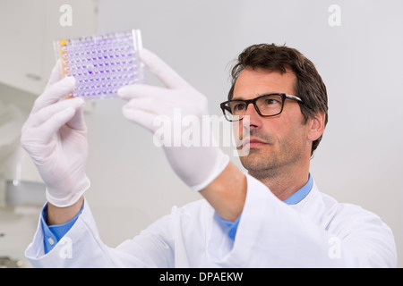 Scienziato maschio in laboratorio con piastra di microtitolazione da 96 pozzetti con soluzione di violetto cristallino per esaminare la tossicità Foto Stock