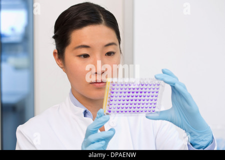 Donna scienziato esaminando campioni in piastra di microtitolazione con soluzione di violetto cristallino Foto Stock