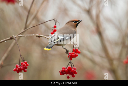 (Waxwing Bombycilla garrulus) alimentazione su bacche rosse in inverno. Foto Stock