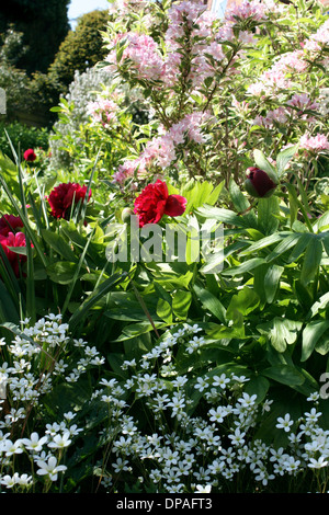 La molla fiori da giardino in fiore Foto Stock