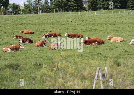 Vacche che stabilisce n un campo nella rurale Nova Scotia Foto Stock