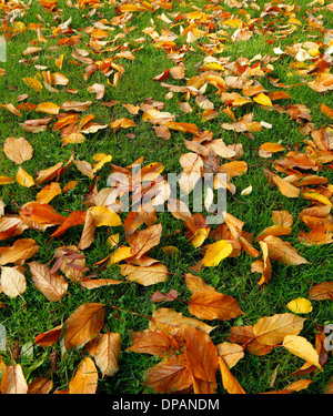 Caduto l'autunno leafs posa su un'erba Foto Stock