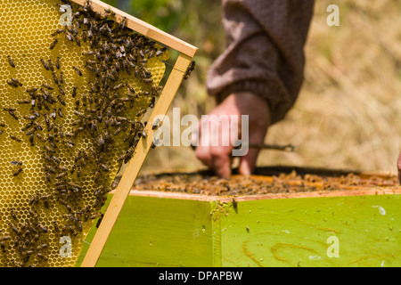 Apicoltore lavorando su alveare Foto Stock