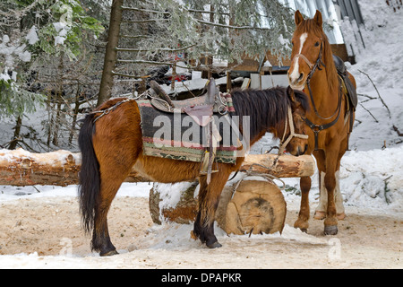 Equitazione club in Borovetz resort. Montagna Rila, Bulgaria Foto Stock