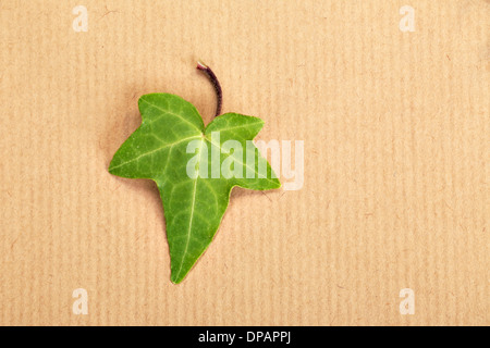 Decorativo foglie d'edera sullo sfondo di una carta di avvolgimento Foto Stock