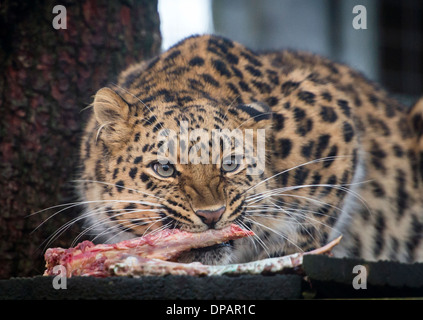 Femmina di Amur leopard mangiare carne Foto Stock